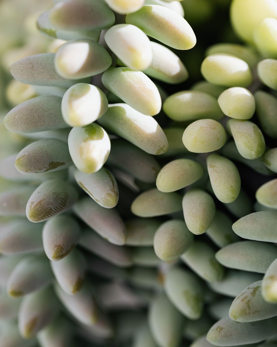 Centella Asiatica — extreme macro of sage-green succulent botanical, tight cell-like texture, clean studio background
